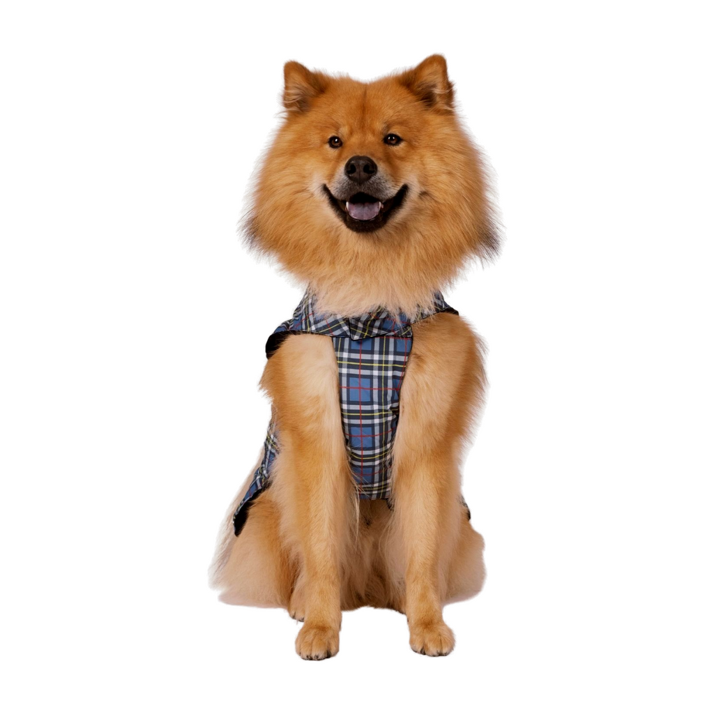 Tartan Print