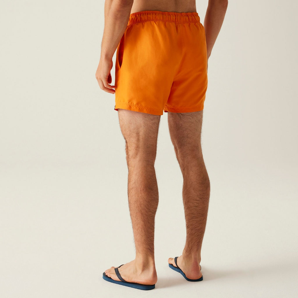 Celosia Orange/Navy