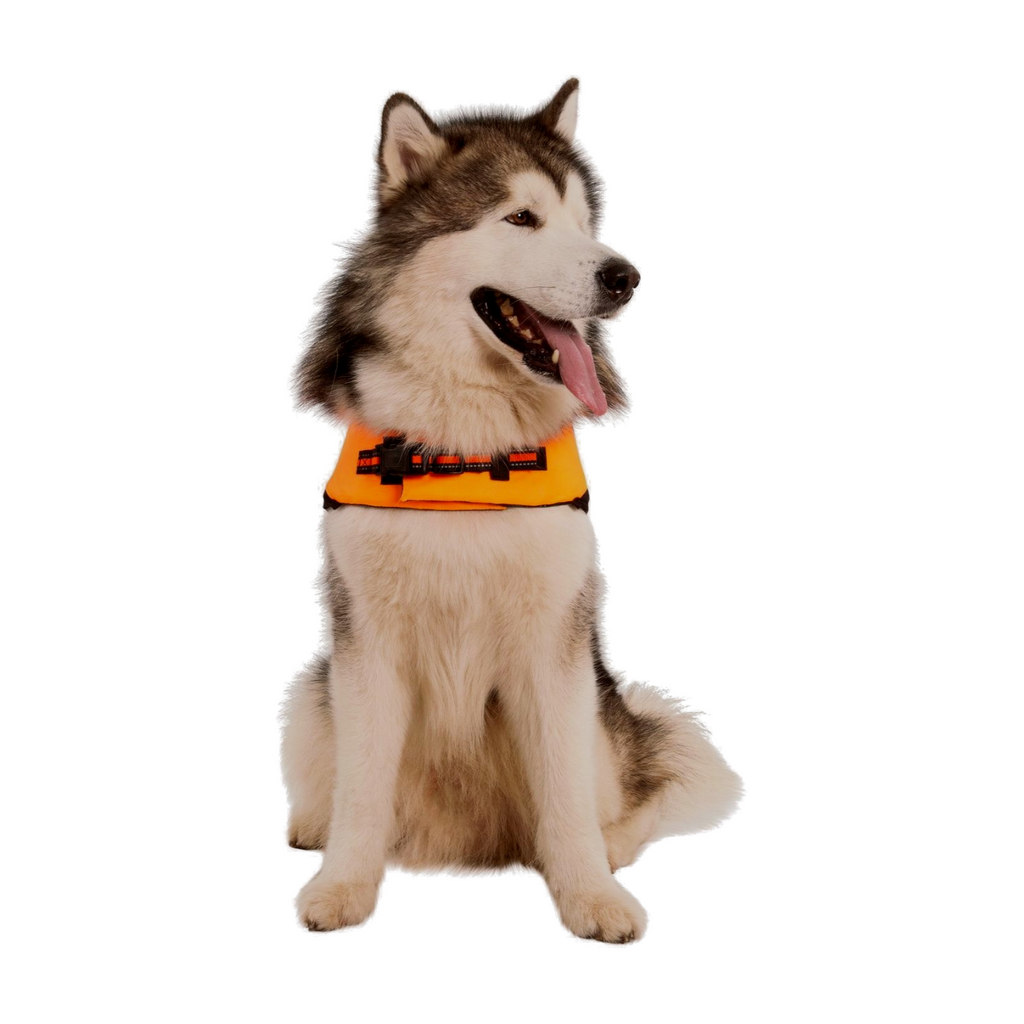 High Vis